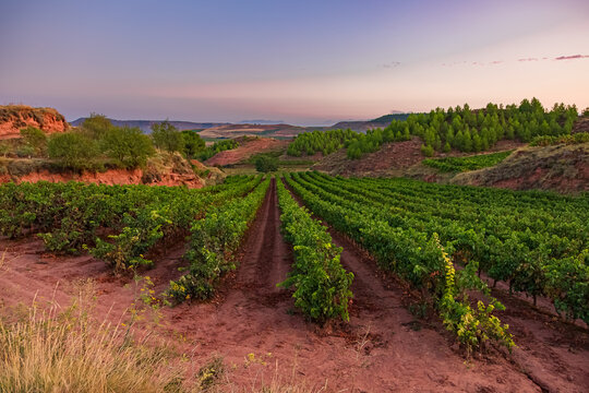 Morning Time Picturesque Landscapes of Vineyards and Rolling Hills of the La Rioja Region of Spain on the Way of St James Pilgrimage Trail Camino de Santiago