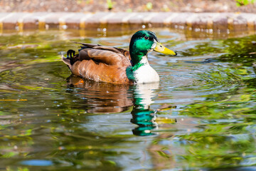 Ducks in the Open air museum in Arnhem