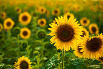 Obraz premium sunflowers in the field