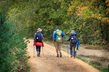 Three Pilgrims Hiking through a Forest along the Way of St James Pilgrimage Trail Camino de Santiago
