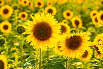 Obraz premium sunflowers in the field. Background.