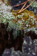 Close up of forest micro plants.