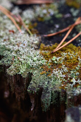 Close up of forest micro plants.