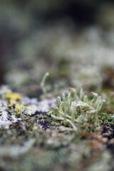 Close up of forest micro plants.