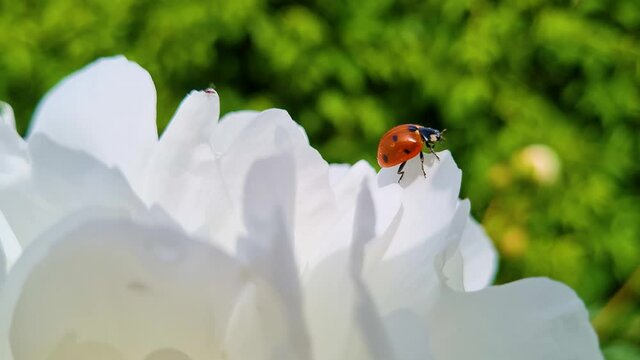Red ladybug on white flower. Summer background. Macro insect in motion. Beetle crawling on the petals.