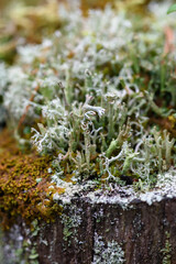 Close up of forest micro plants.