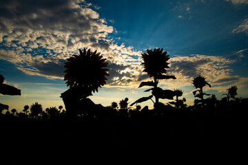 silhouettes flowers.