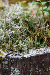 Close up of forest micro plants.