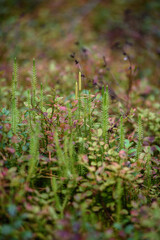 Close up of lycopodium plants in taiga forest.