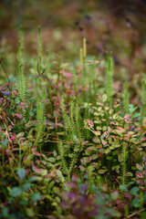 Close up of lycopodium plants in taiga forest.