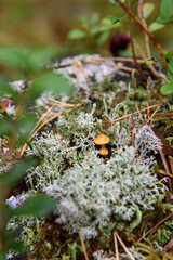 Close up of toadstools on the stump.