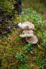Toadstool mushrooms in the forest on an old stump