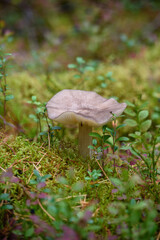 Toadstool mushrooms in the forest on an old stump