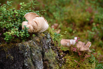 Toadstool mushrooms in the forest on an old stump