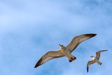 Fototapeta premium Seagulls in Flight