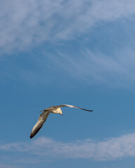 Fototapeta na wymiar Seagulls in Flight