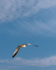 Seagulls in Flight