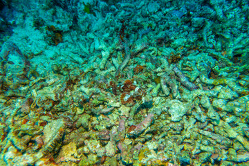 Naklejka na ściany i meble フィリピン、セブ島の南西部にあるモアルボアルでダイビングする風景 Scenery of diving in Moalboal, southwest of Cebu Island, Philippines.