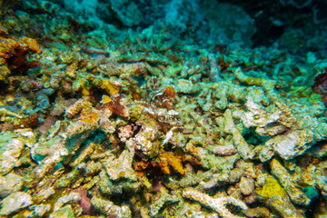 フィリピン、セブ島の南西部にあるモアルボアルでダイビングする風景 Scenery of diving in Moalboal, southwest of Cebu Island, Philippines.