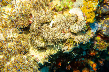 フィリピン、セブ島の南西部にあるモアルボアルでダイビングする風景 Scenery of diving in Moalboal, southwest of Cebu Island, Philippines.