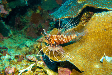 フィリピン、セブ島の南西部にあるモアルボアルでダイビングする風景 Scenery of diving in Moalboal, southwest of Cebu Island, Philippines.