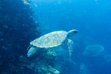 Fototapeta premium フィリピン、セブ島の南西部にあるモアルボアルでダイビングする風景 Scenery of diving in Moalboal, southwest of Cebu Island, Philippines.