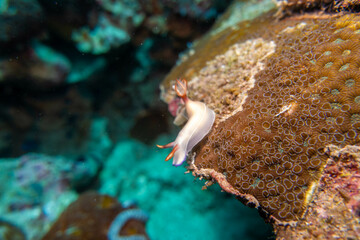 フィリピン、セブ島の南西部にあるモアルボアルでダイビングする風景 Scenery of diving in Moalboal, southwest of Cebu Island, Philippines.