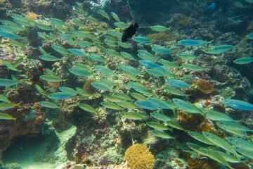 フィリピン、セブ島の南西部にあるモアルボアルでダイビングする風景 Scenery of diving in Moalboal, southwest of Cebu Island, Philippines.
