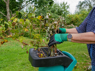 Hands lower old branches into a chopping and composting machine