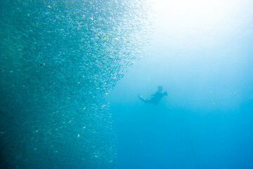 フィリピン、セブ島の南西部にあるモアルボアルでダイビングする風景 Scenery of diving in Moalboal, southwest of Cebu Island, Philippines.