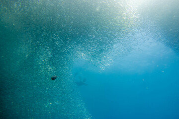 フィリピン、セブ島の南西部にあるモアルボアルでダイビングする風景 Scenery of diving in Moalboal, southwest of Cebu Island, Philippines.