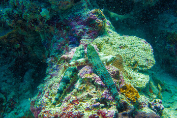 フィリピン、セブ島の南西部にあるモアルボアルでダイビングする風景 Scenery of diving in Moalboal, southwest of Cebu Island, Philippines.