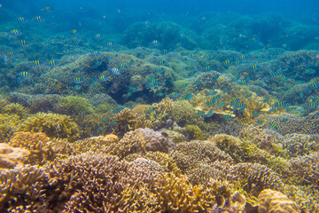 Fototapeta na wymiar フィリピン、セブ島の南西部にあるモアルボアルでダイビングする風景 Scenery of diving in Moalboal, southwest of Cebu Island, Philippines.