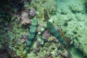 フィリピン、セブ島の南西部にあるモアルボアルでダイビングする風景 Scenery of diving in Moalboal, southwest of Cebu Island, Philippines.