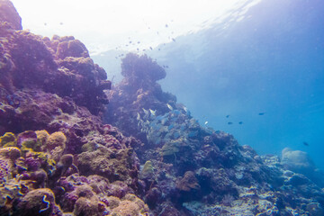 Plakat フィリピン、セブ島の南西部にあるモアルボアルでダイビングする風景 Scenery of diving in Moalboal, southwest of Cebu Island, Philippines.