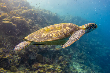 Fototapeta premium フィリピン、セブ島の南西部にあるモアルボアルでダイビングする風景 Scenery of diving in Moalboal, southwest of Cebu Island, Philippines.