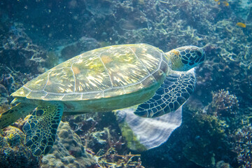 Obraz premium フィリピン、セブ島の南西部にあるモアルボアルでダイビングする風景 Scenery of diving in Moalboal, southwest of Cebu Island, Philippines.