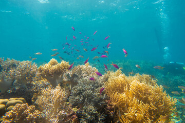Fototapeta na wymiar フィリピン、セブ島の南西部にあるモアルボアルでダイビングする風景 Scenery of diving in Moalboal, southwest of Cebu Island, Philippines.