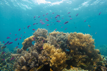 フィリピン、セブ島の南西部にあるモアルボアルでダイビングする風景 Scenery of diving in Moalboal, southwest of Cebu Island, Philippines.