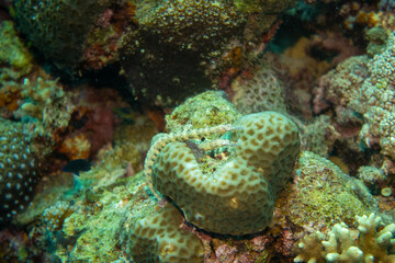 フィリピン、セブ島の南西部にあるモアルボアルでダイビングする風景 Scenery of diving in Moalboal, southwest of Cebu Island, Philippines.
