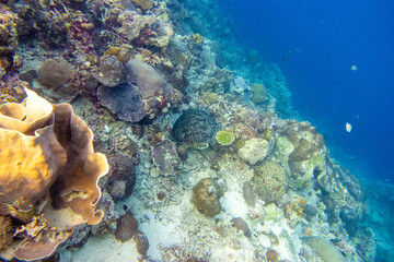Naklejka na ściany i meble フィリピン、セブ島の南西部にあるモアルボアルでダイビングする風景 Scenery of diving in Moalboal, southwest of Cebu Island, Philippines.