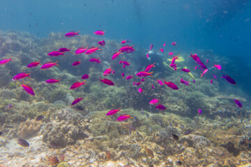Obraz na płótnie Canvas フィリピン、セブ島の南西部にあるモアルボアルでダイビングする風景 Scenery of diving in Moalboal, southwest of Cebu Island, Philippines.