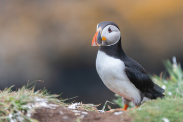 Atlantic puffin 