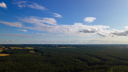 Naklejka na ściany i meble Pine forest from a height. Aerial drone view over a lush green pine forest. Nature concept.