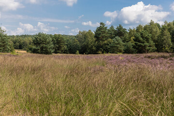 the heath on the Veluwe near Arnhem