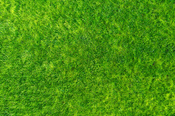 Green grass in the garden. Wonderful summer background.