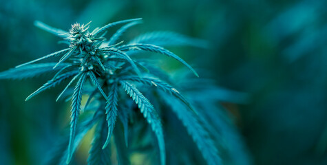 Medical cannabis. High quality marijuana leaf close up