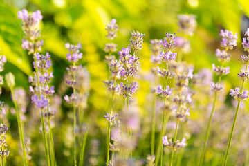 Lavender flowers detail with blurred bokeh background