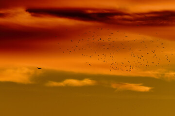 Band of black birds next to an airplane