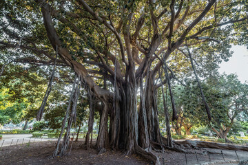 Old Moreton Bay fig tree in Garibaldi park in Palermo city, Sicily Island in Italy